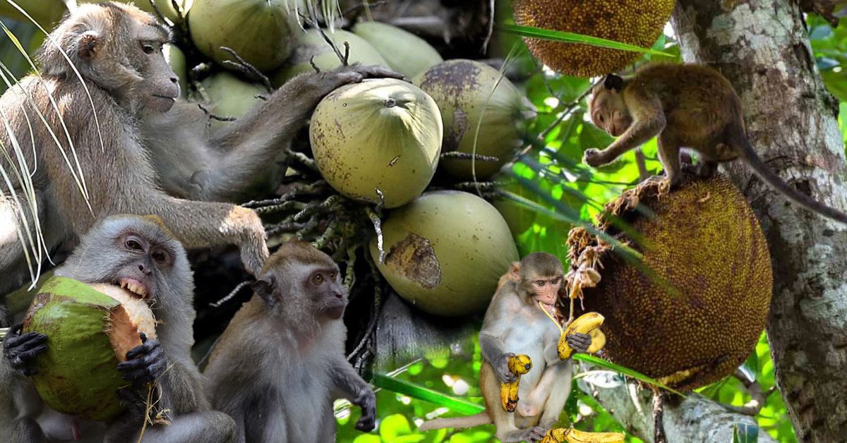 රිළා ත‍්‍රස්තවාදයෙන් යටපත් කෙරෙන ගැමි කෘෂිකර්මයේ අර්බුදය